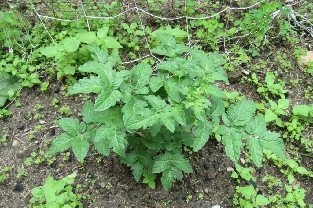 Strauch der Buschtomate Rotkäppchen