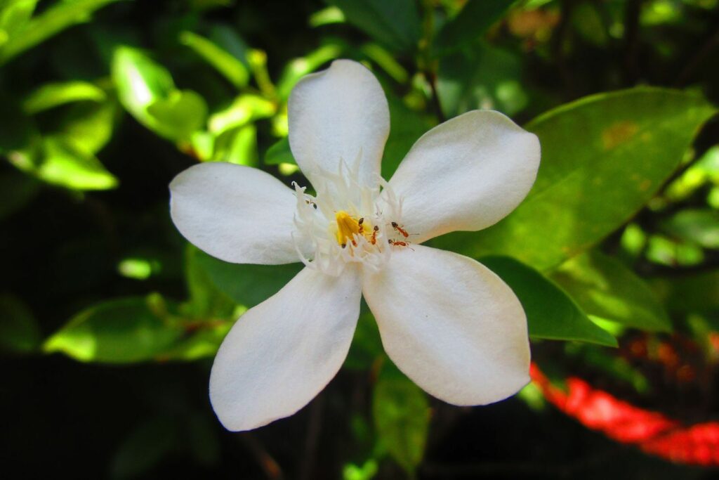 weiße Blüte des Clementinenbaumes