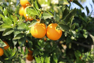 Clementinenbaum: Die besten Sorten & Tipps zum Pflanzen
