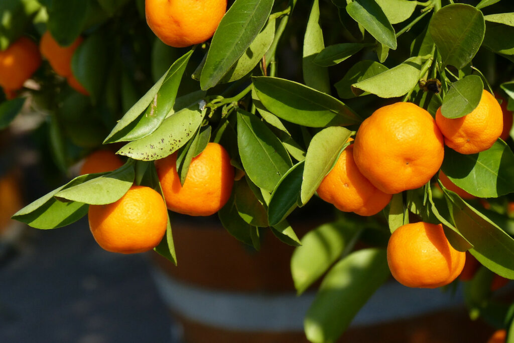 Clementinenbaum mit reifen Clementinen