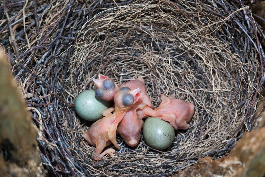 Eichelhäher-Eier und -Babys im Nest