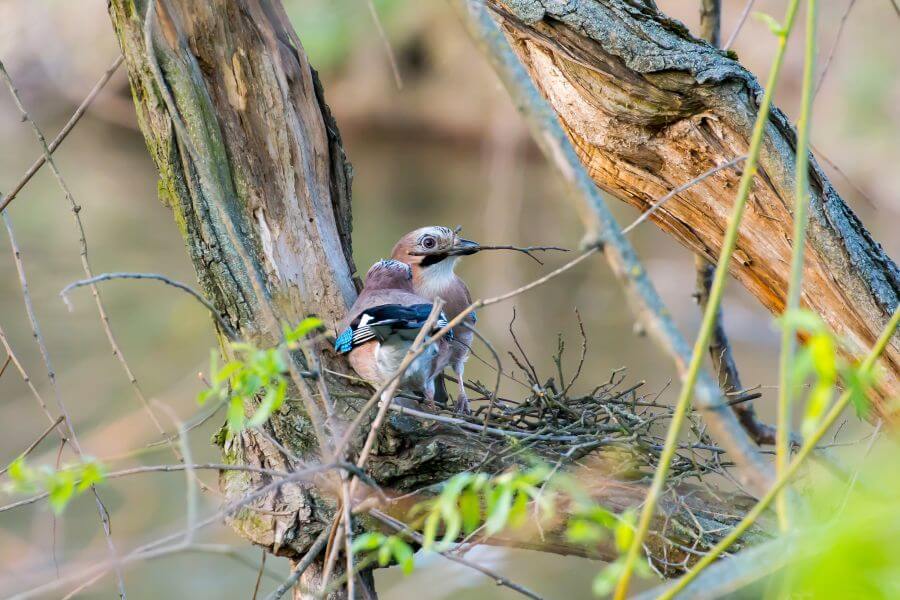 Eichelhäher baut Nest