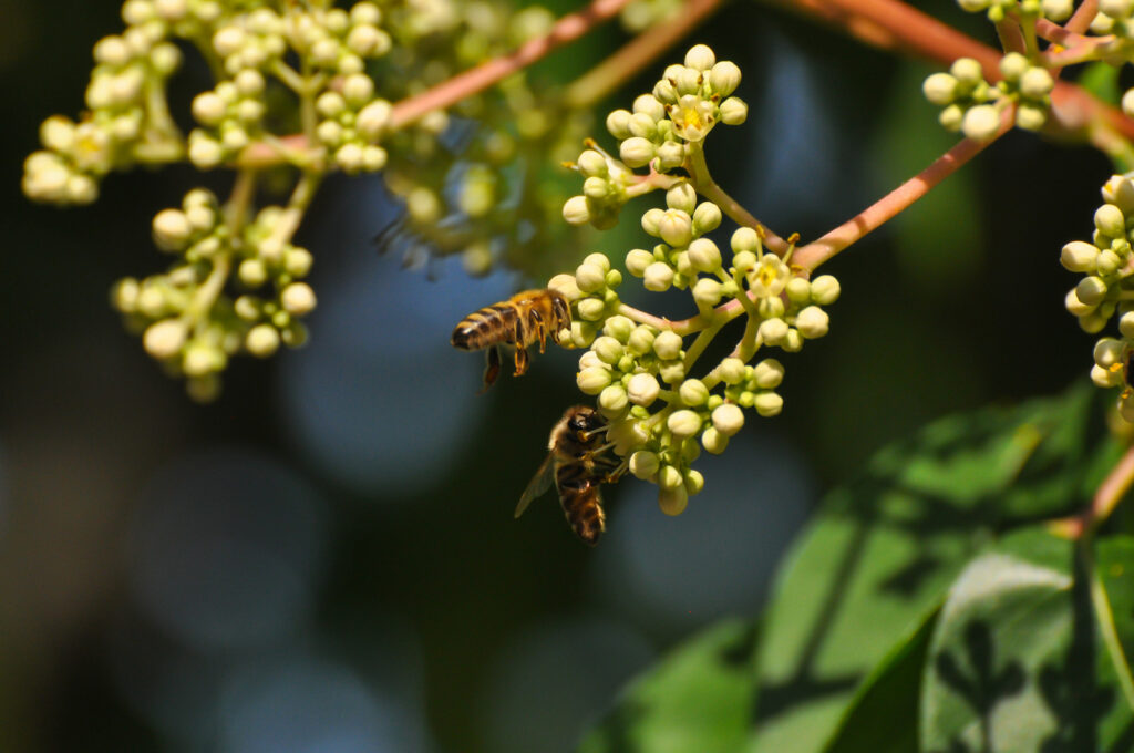 Euodia mit Bienen