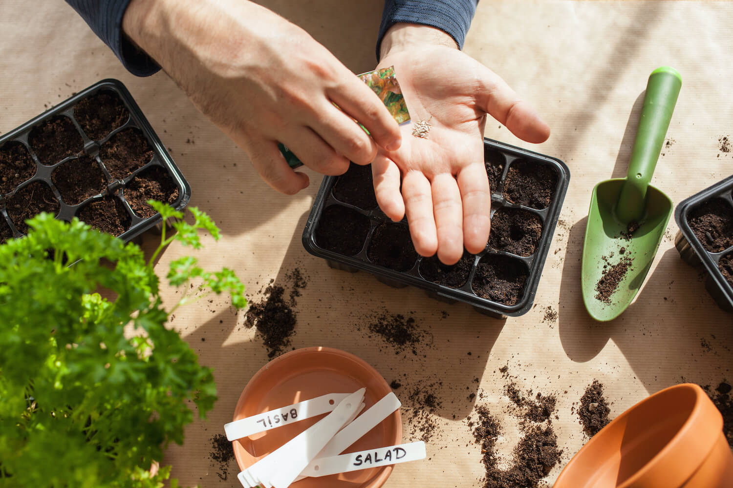 Gartenarbeit im August Alles auf einen Blick Plantura