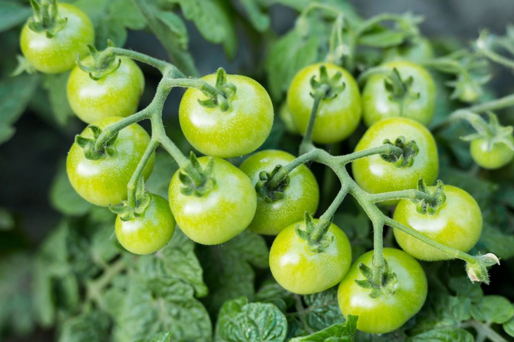 Green-Grape-Cherrytomate