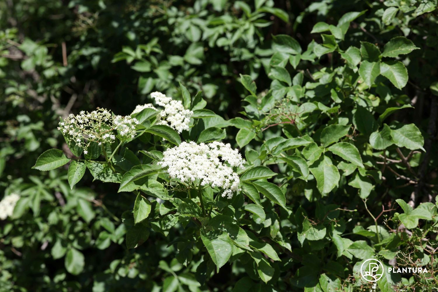 Holunder: Blütezeit, Arten &amp; Tipps zum Vermehren - Plantura