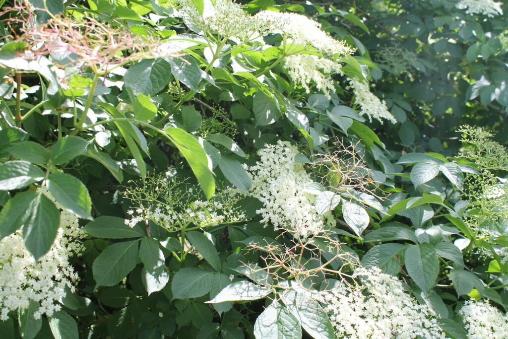 Holunder-Strauch mit weißen Blüten