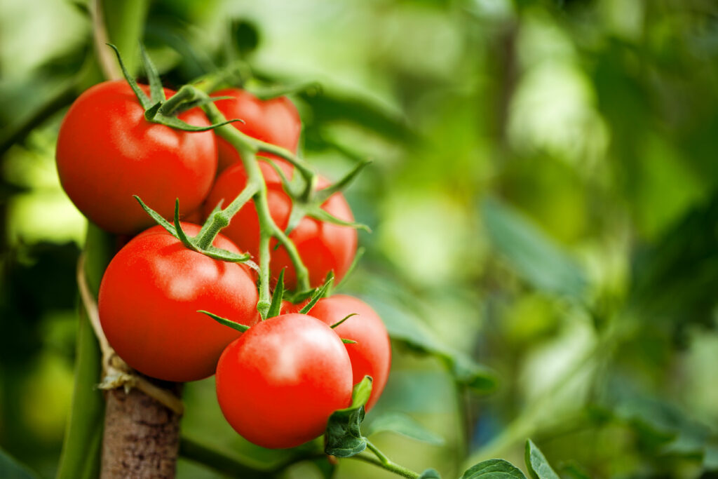 Moneymaker-Tomaten an Rispe