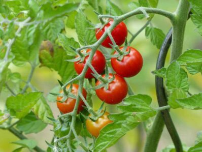 Tomate Philovita: Alles Wichtige zum Pflanzen der schmackhaften Cherrytomate