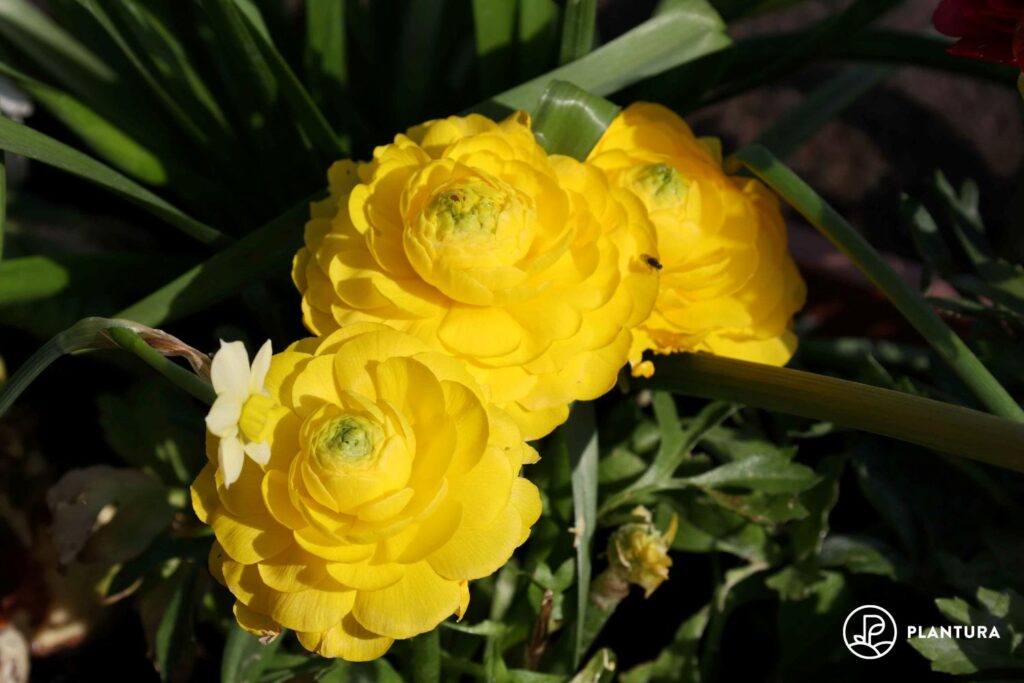 Ranunkel-Blüte