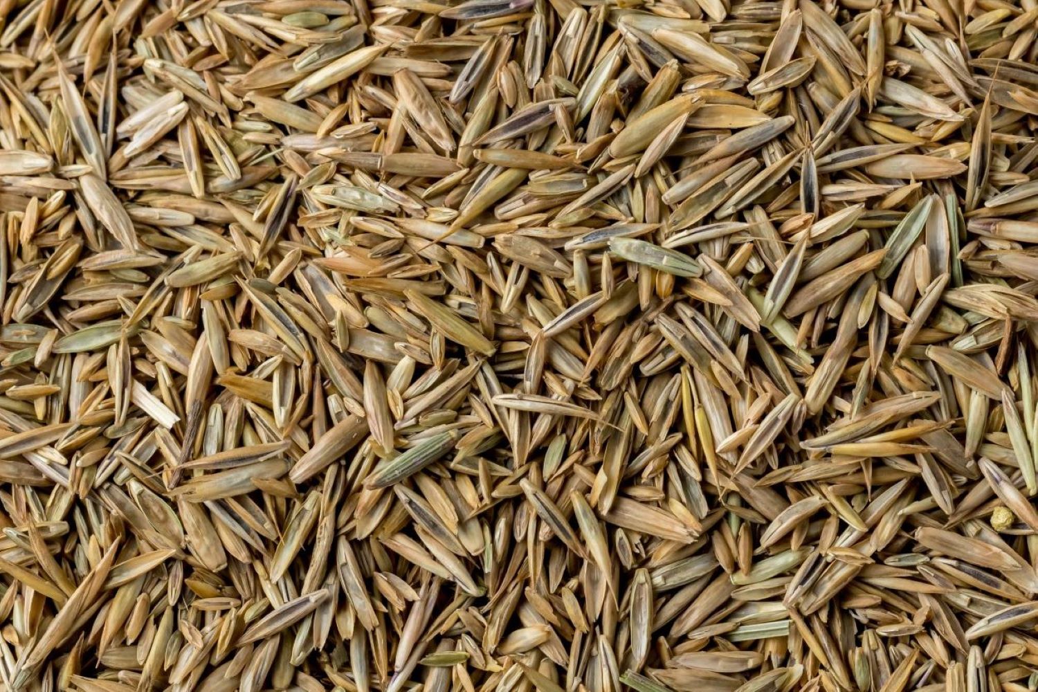 Wie lange sind Rasensamen haltbar? Keimprobe anlegen