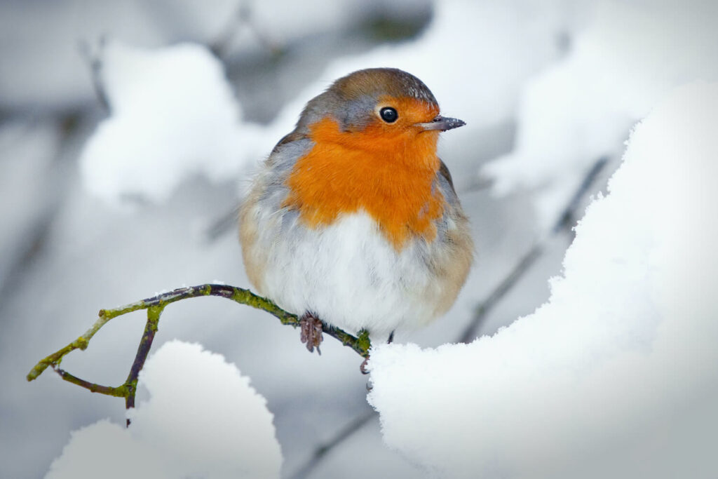 Rotkehlchen im Winter