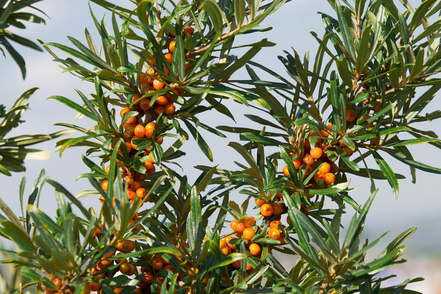 Sanddorn im Garten Tipps zu Pflege & Anbau Plantura