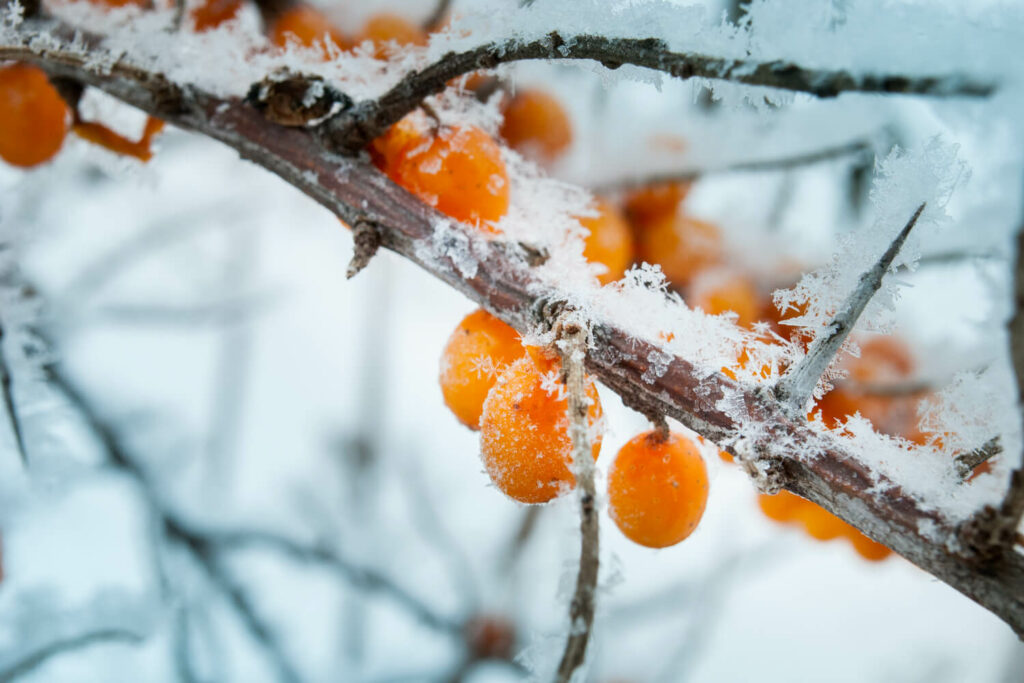 Sanddorn im Winter