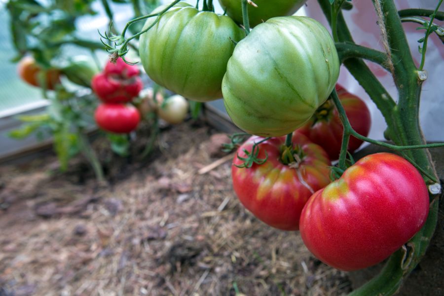 schlesische himbeere tomates