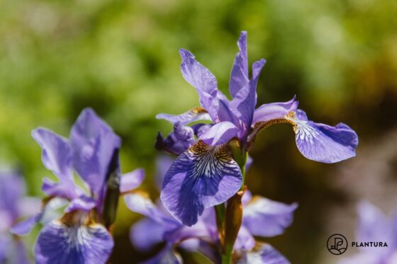 Iris pflanzen: Zeitpunkt, Standort & Vorgehen beim Einpflanzen