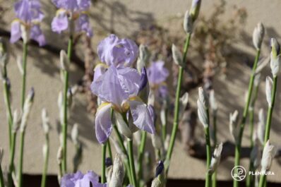 Iris: Alles zum Pflegen, Schneiden & Vermehren von Schwertlilien