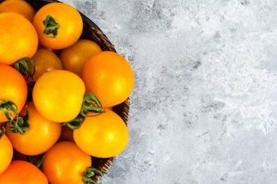 Sunviva: Tipps zum Pflanzen & Pflegen der Open-Source-Tomate