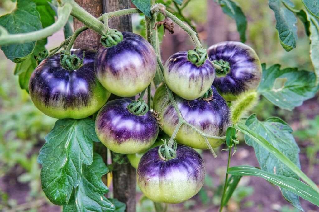 Tomatensorte Königin der Nacht
