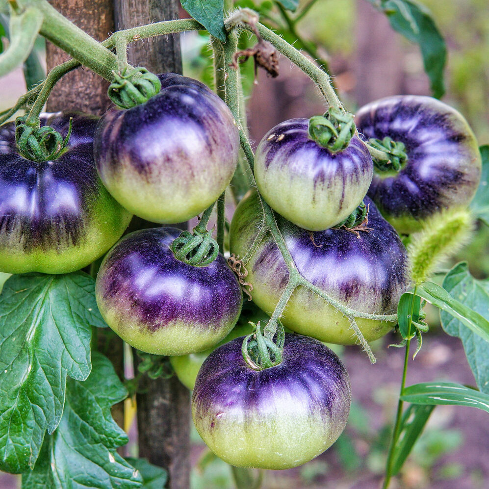 Knigin der Nacht Tomate: Anbau & Pflege - Plantura