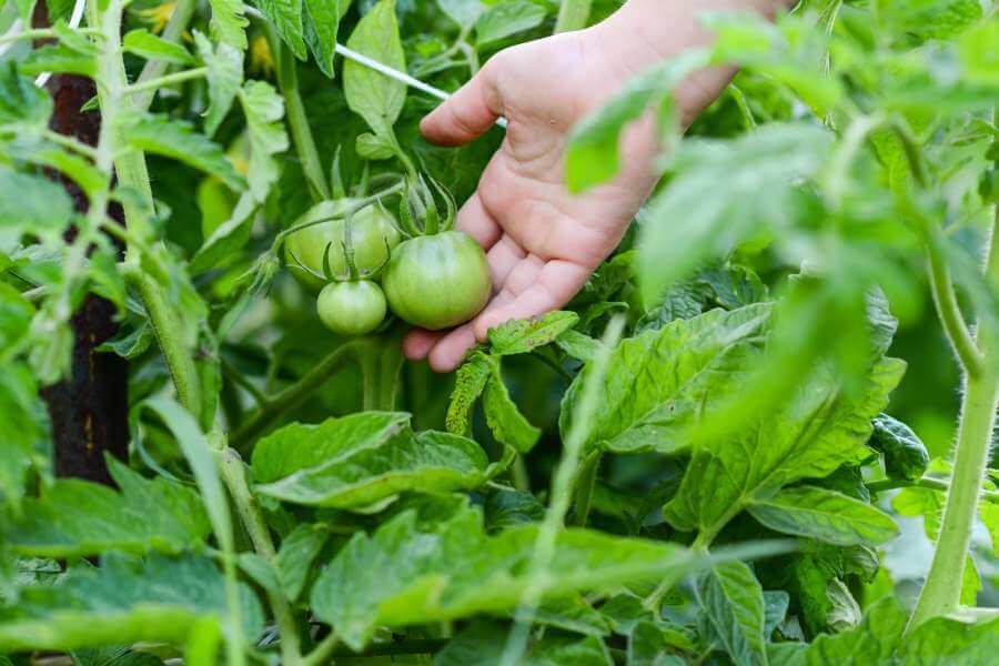 Tomate Sorte Paul Robeson
