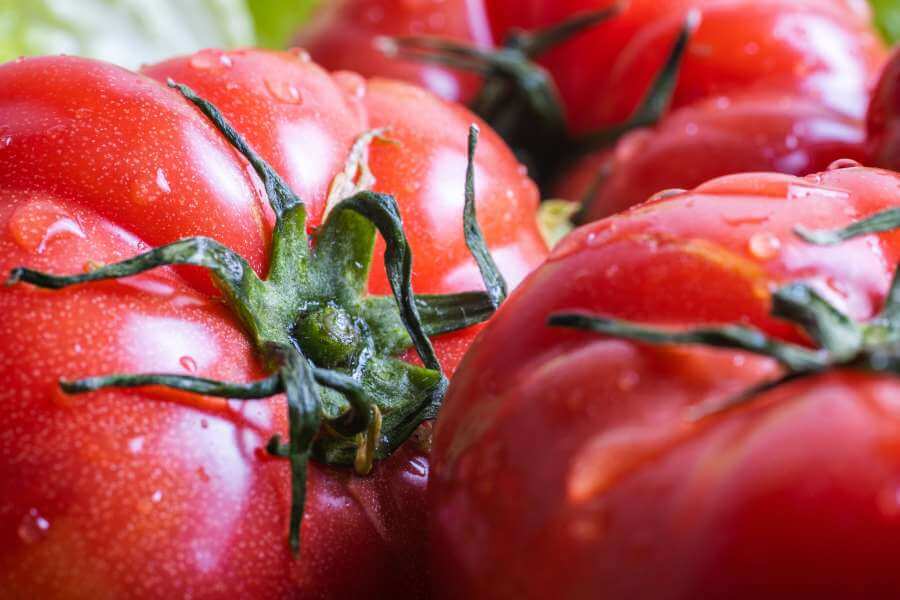 Reife Roter Russe Tomaten