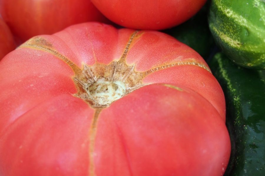 Tomaten der Sorte Schlesische Himbeere