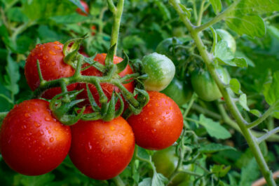 Tomate ‘Tamina‘: Anbau, Pflege & Ernte