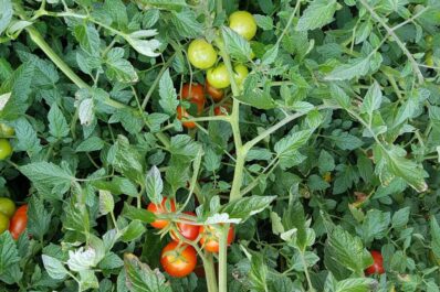 Primabella Tomate: Die neue Sorte im Garten pflanzen & pflegen