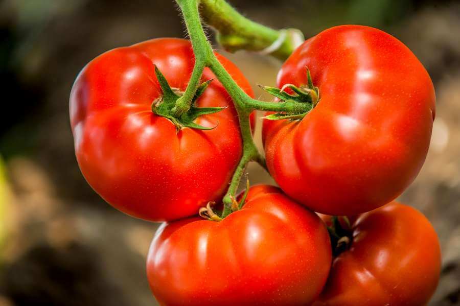 Tomatensorte Roter Russe