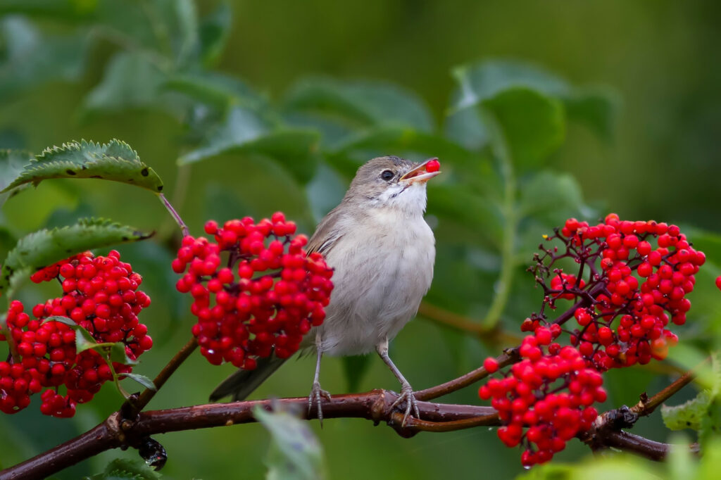 Holunderbeeren als Nahrung für Vogel