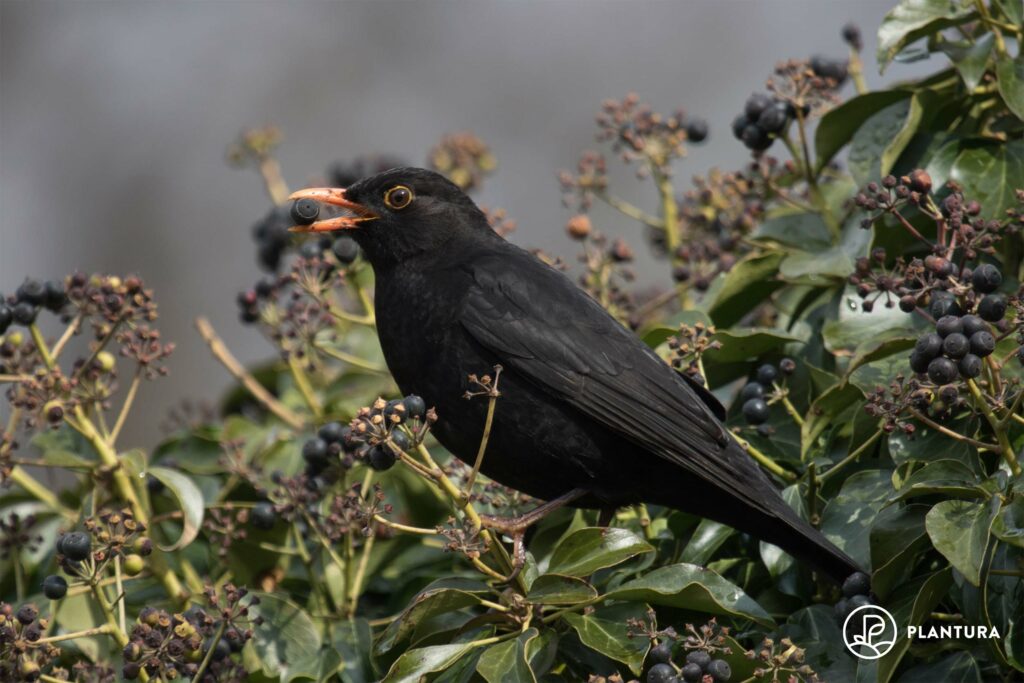 Amsel mit Beere im Schnabel