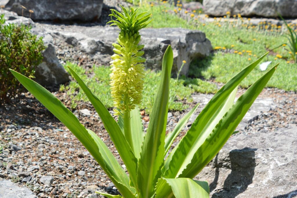 Die Ananasblume verschönert jeden Garten