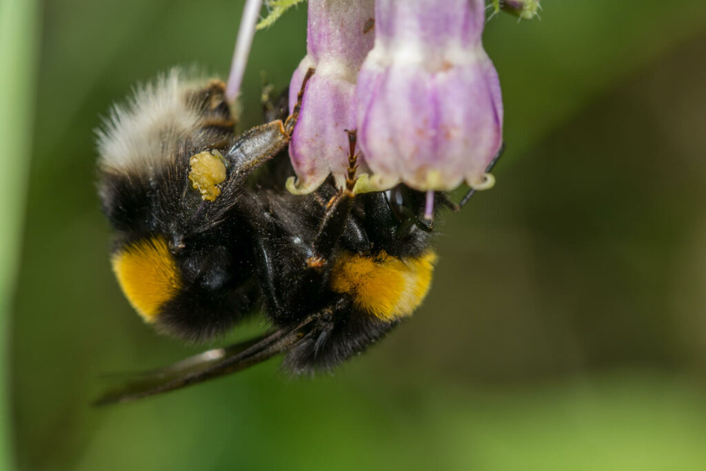 Hummel an Beinwell