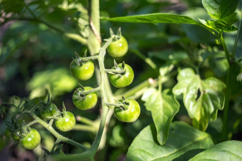 Unreife Grüne Früchte der Tomatensorte Bianca