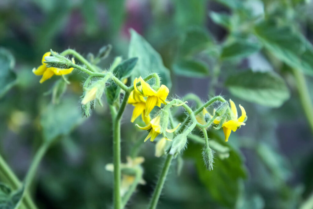 Blüte der Golden Currant Tomatensorte