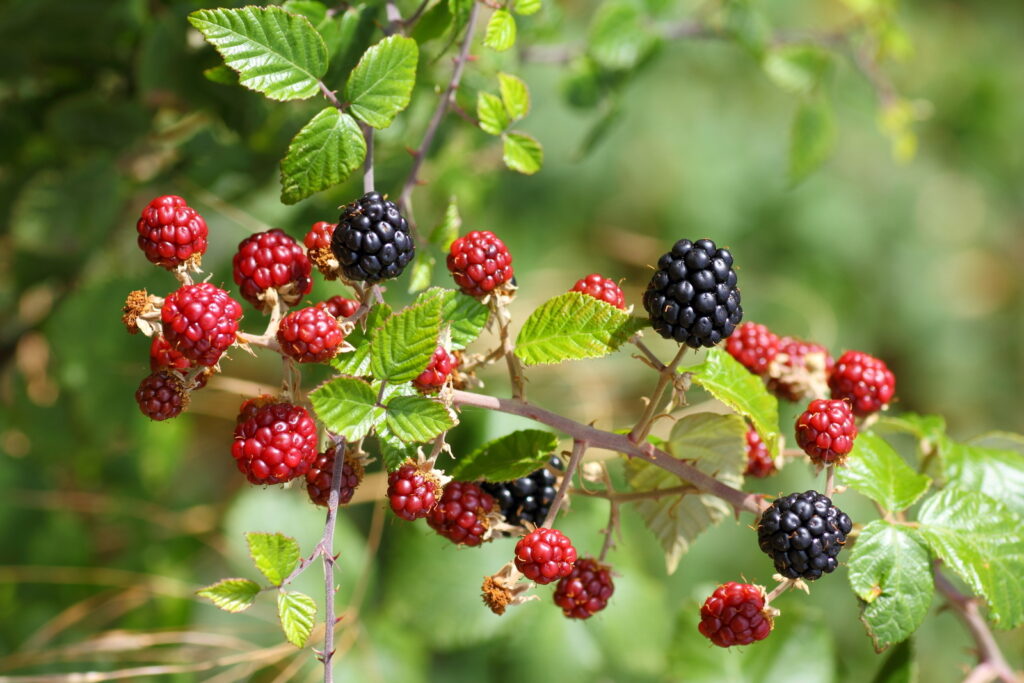 Brombeeren wachsen überall im Wald