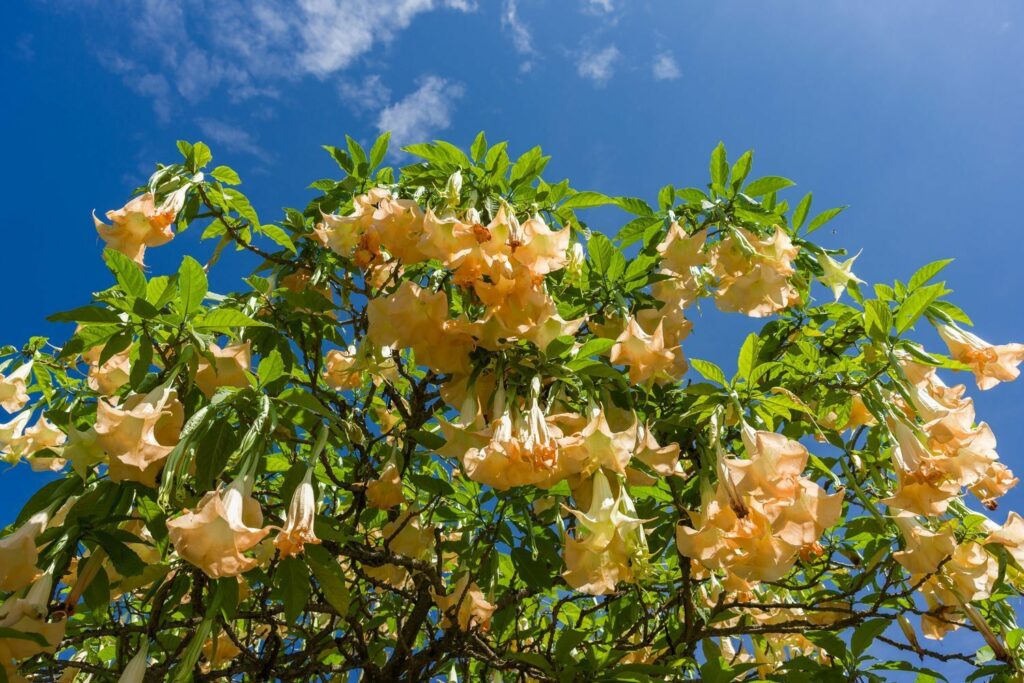 Blüten der Brugmansia Suaveolens