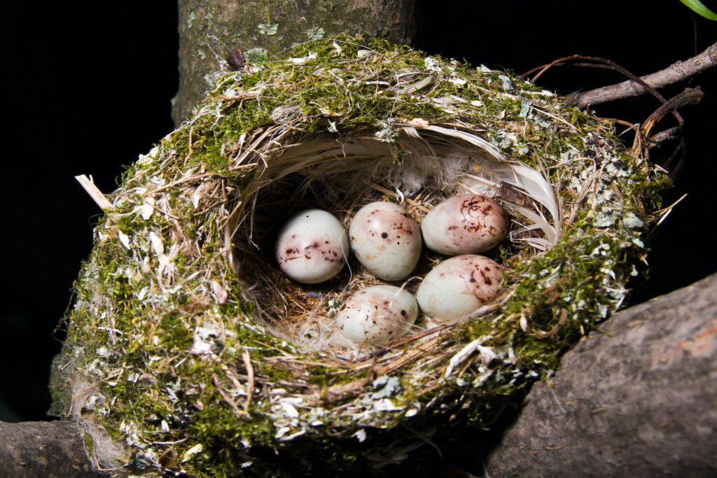 Buchfink-Nest mit Eiern