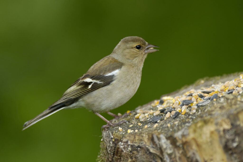 Buchfink-Weibchen auf Baumstumpf