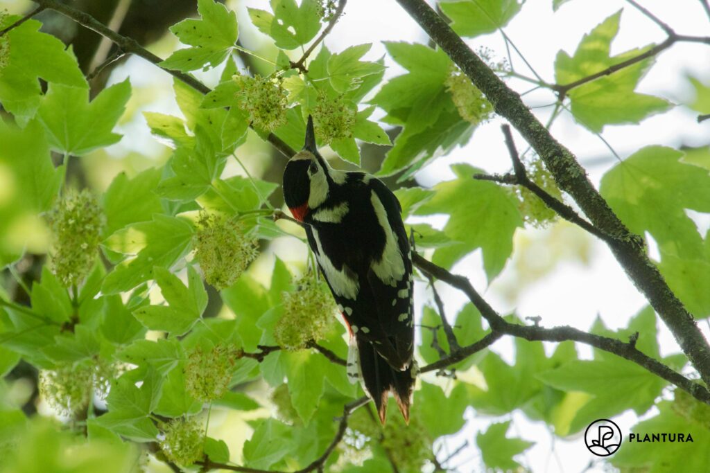 Buntspecht-Männchen in Baum