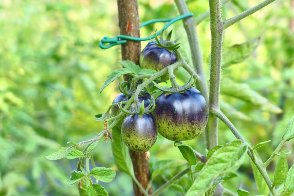 Unreife Dark Galaxy-Tomatenpflanzen