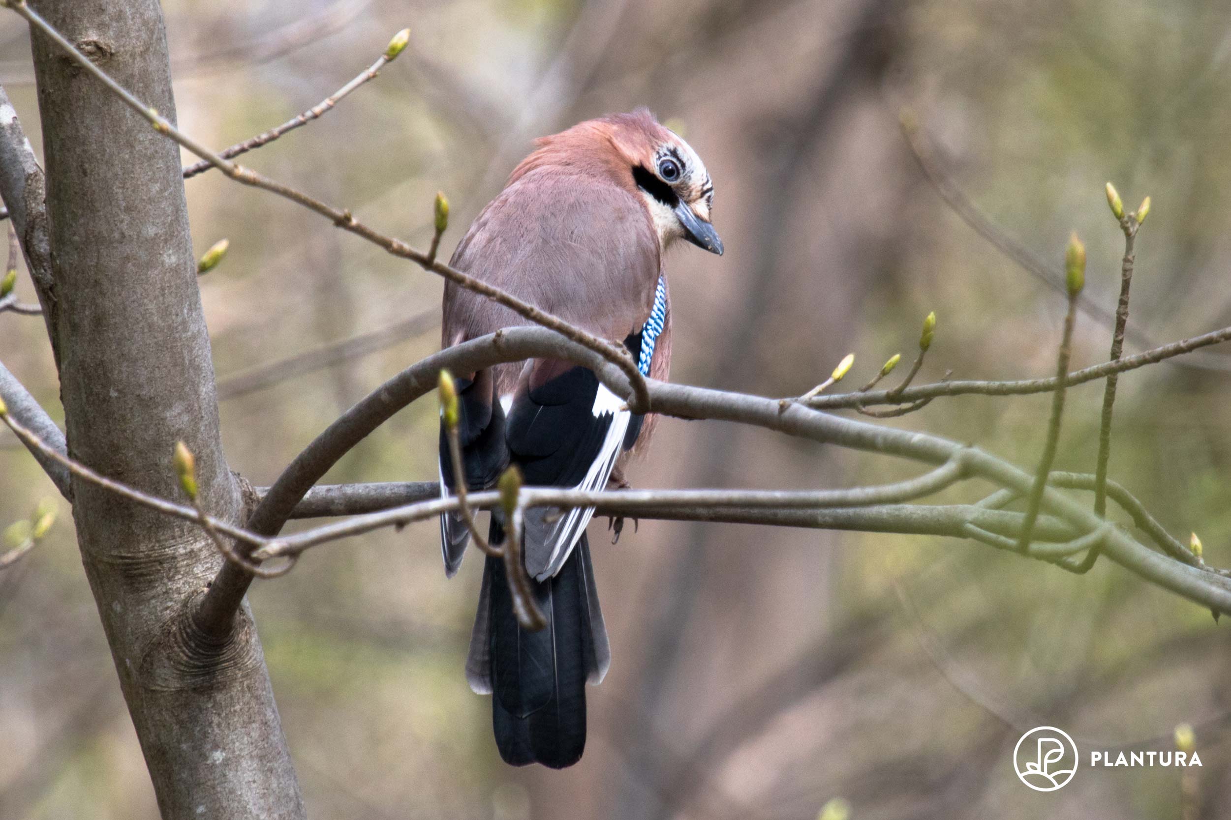 Eichelhäher: Ruf, Futter & Lebensraum in unserem Steckbrief