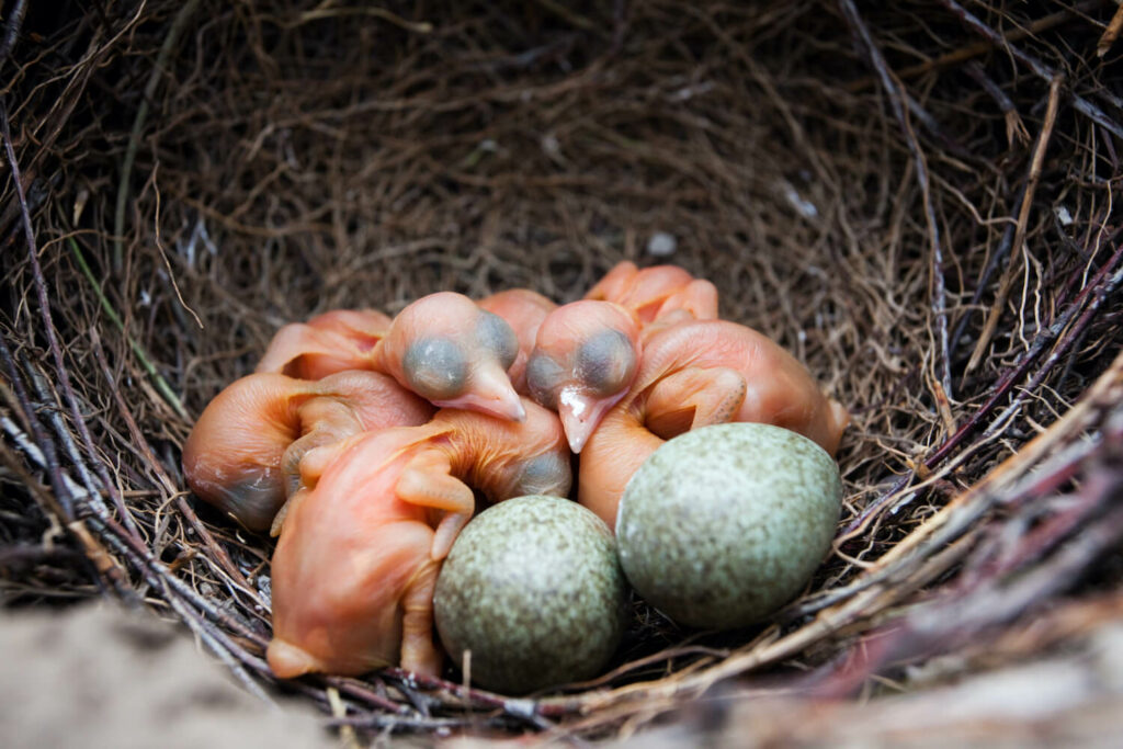 Elstern-Eier im Nest