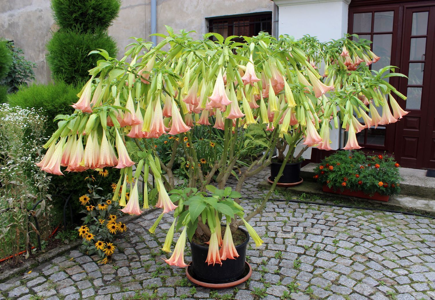 Engelstrompeten Überwintern, Schneiden, Vermehren & Co.