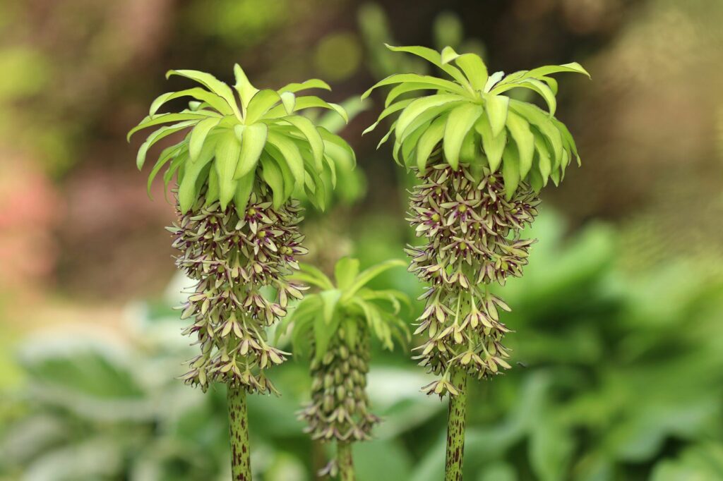 Grüne Ananasblume Eucomis Bicolor