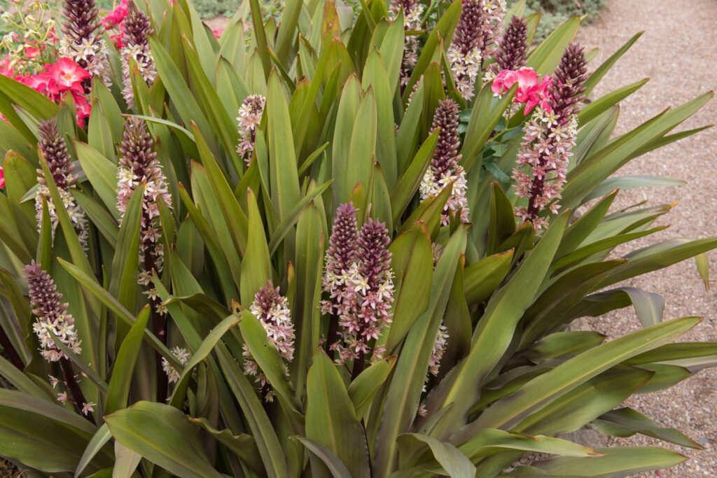 Dichter Ananasblumen Busch