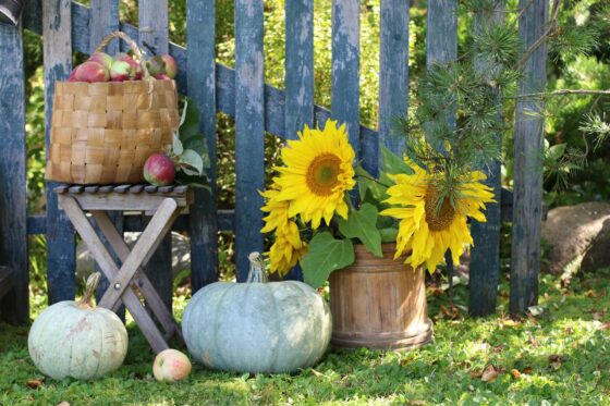 Gartenarbeit im September: Alles auf einen Blick!
