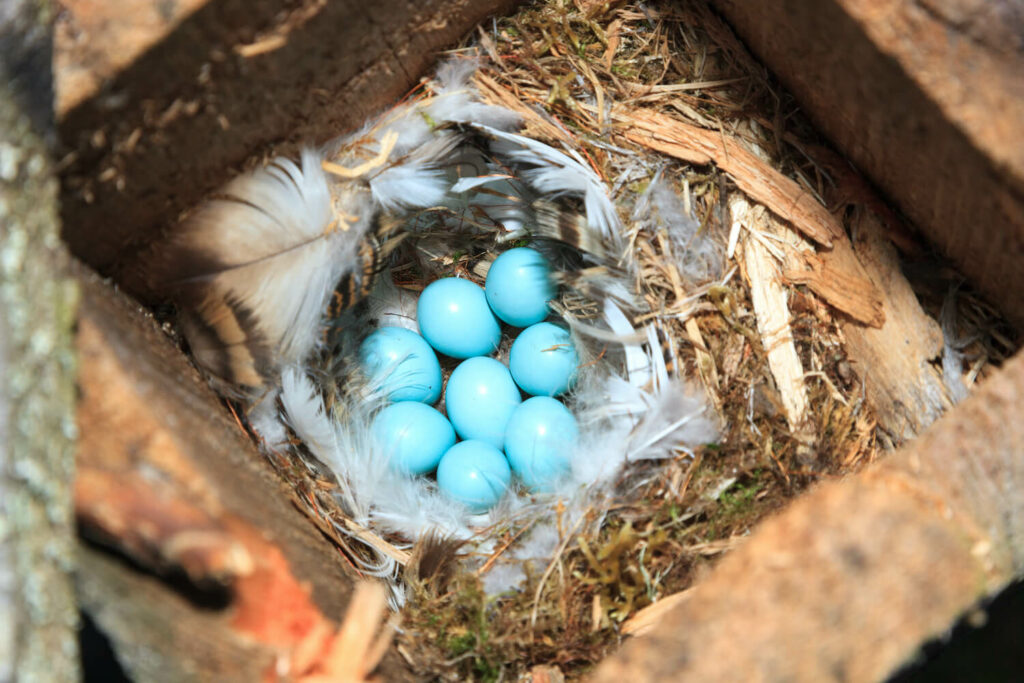 blaugrüne Gartenrotschwanz-Eier