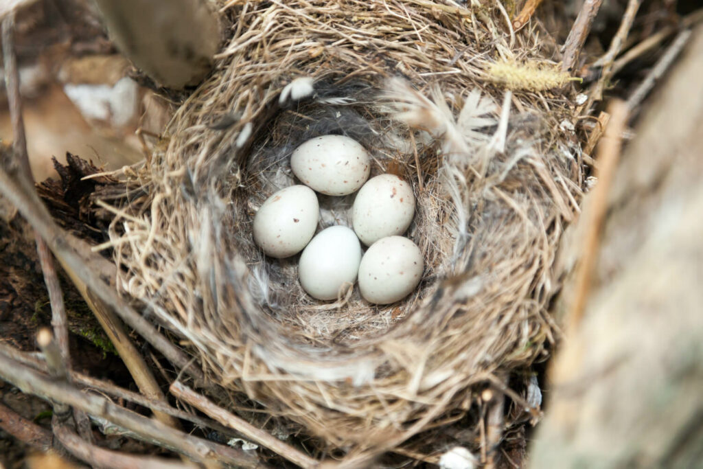 Grünfink-Eier im Nest